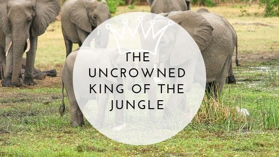 What animal is king of the jungle? Lets read the article, but you will find out that the Elephant is the uncrowned king. Every other animal is scared of them, and they are even attacking lions at times.