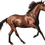 The Ultimate Horse Race Game Rules You Need to Know