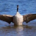 Wingspan Board Game Rules: Soaring to Victory