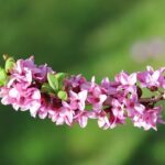 Daphne in Remarkably Bright Creatures: What Happened to Her?