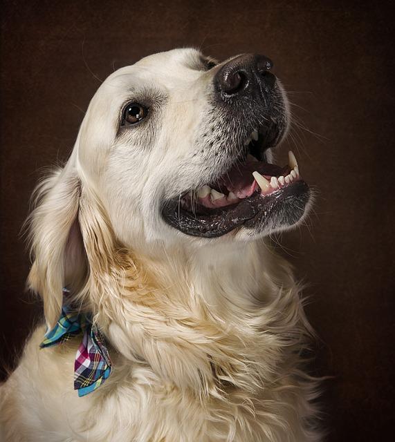 Unraveling the Truth: How can we Untangle Doug Batchelor's Son's Unknown Circumstances?