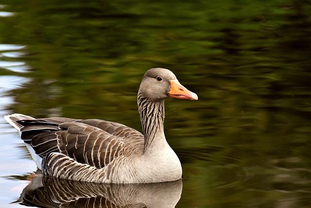 Introduction to the Classic Goose Game: An Entertaining Board Game Experience