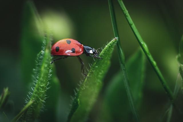 Overview of The Ladybug Game ‍Rules